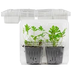 Soil sunrise live for sale  Delivered anywhere in UK