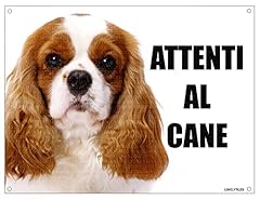 Cavalier king attenti usato  Spedito ovunque in Italia 