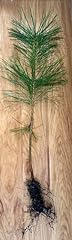 Ponderosa pine tree for sale  Delivered anywhere in USA 