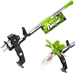 Mazing claw weed for sale  Delivered anywhere in USA 