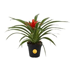 Costa farms bromeliad for sale  Delivered anywhere in USA 