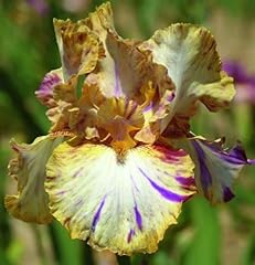 Bearded iris toucan for sale  Delivered anywhere in USA 
