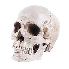 Ohfruit cranio modello usato  Spedito ovunque in Italia 