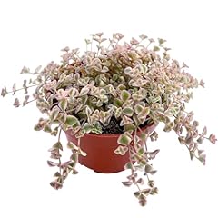 Sprout green sedum for sale  Delivered anywhere in USA 