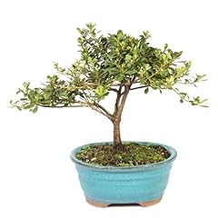 Brussel bonsai live for sale  Delivered anywhere in USA 
