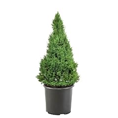 Gallon dwarf alberta for sale  Delivered anywhere in USA 