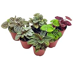 Bubbleblooms peperomia assortm for sale  Delivered anywhere in USA 