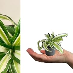 Carbeth plants dragon for sale  Delivered anywhere in UK