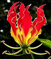 Flame lily seeds for sale  Delivered anywhere in USA 