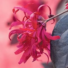 Yougarden loropetalum chinese for sale  Delivered anywhere in UK
