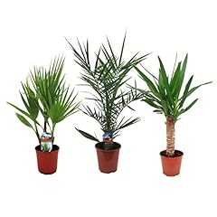 Plant box palmiers d'occasion  Livré partout en France