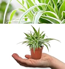 Spider plant chlorophytum for sale  Delivered anywhere in Ireland
