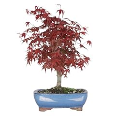 Kentis bonsai acero usato  Spedito ovunque in Italia 