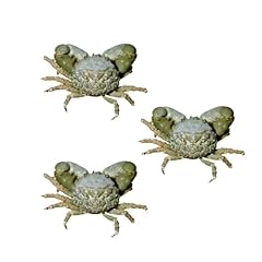 Pack emerald crab for sale  Delivered anywhere in USA 