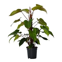 Plant box filodendro usato  Spedito ovunque in Italia 