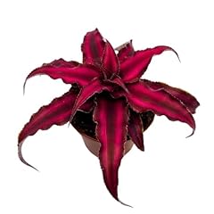 Bubbleblooms cryptanthus bivit for sale  Delivered anywhere in USA 