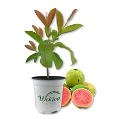 Pink guava tree for sale  Delivered anywhere in USA 