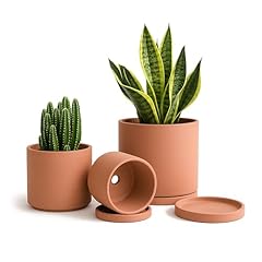 Vine dev terracotta for sale  Delivered anywhere in USA 