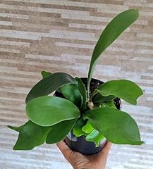 Staghorn ferns plant for sale  Delivered anywhere in UK
