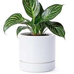 Phoenix vine inch for sale  Delivered anywhere in USA 