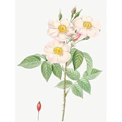 Artdirect damask rose for sale  Delivered anywhere in USA 