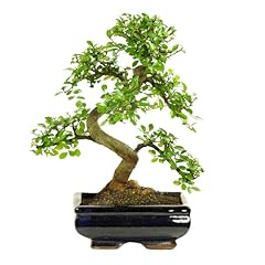 Bonsai baum keramik gebraucht kaufen  Wird an jeden Ort in Deutschland