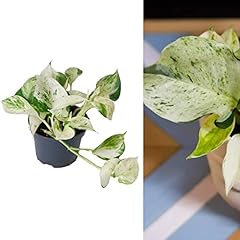 Epipremnum happy leaf for sale  Delivered anywhere in UK