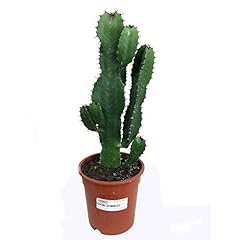 Cactus euphorbia acrurensis usato  Spedito ovunque in Italia 