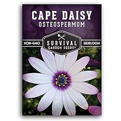 Pack cape daisy for sale  Delivered anywhere in USA 
