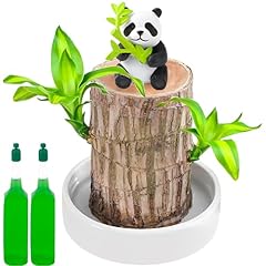 Brazilian wood plant for sale  Delivered anywhere in UK