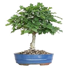 Kentis bonsai quercus usato  Spedito ovunque in Italia 
