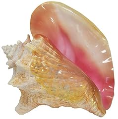 Large bahama conch for sale  Delivered anywhere in USA 