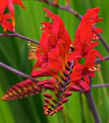 Spectacular lucifer crocosmia for sale  Delivered anywhere in USA 