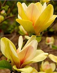 Magnolia sunsation magnolia for sale  Delivered anywhere in UK