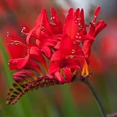 Votaniki lucifer crocosmia for sale  Delivered anywhere in USA 