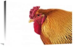 Domestic Chicken, Partridge Brahma, cockerel, close-up for sale  Delivered anywhere in UK