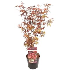 Acer palmatum skeeter gebraucht kaufen  Wird an jeden Ort in Deutschland