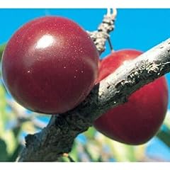 Scarlet beauty plum for sale  Delivered anywhere in USA 