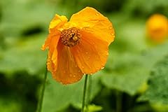 Seeds meconopsis cambrica for sale  Delivered anywhere in UK
