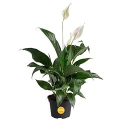 Costa farms peace for sale  Delivered anywhere in USA 