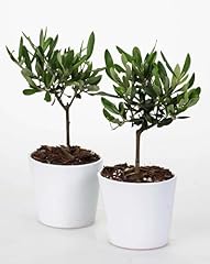 Olivo mini bonsai usato  Spedito ovunque in Italia 