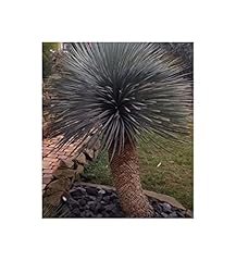 Pezzi 10x yucca usato  Spedito ovunque in Italia 