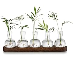 Glasseam plant terrarium for sale  Delivered anywhere in UK