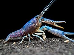Aquatic arts live for sale  Delivered anywhere in USA 