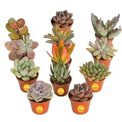 Costa farms succulents for sale  Delivered anywhere in USA 