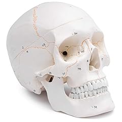 Cranstein 211 anatomischer gebraucht kaufen  Wird an jeden Ort in Deutschland