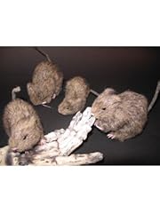 Halloweendeko stück ratte gebraucht kaufen  Wird an jeden Ort in Deutschland