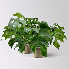 Monstera minima topf gebraucht kaufen  Wird an jeden Ort in Deutschland