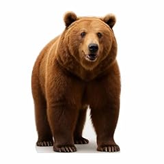 Brown bear 2ft for sale  Delivered anywhere in USA 