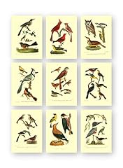 Vintage bird prints for sale  Delivered anywhere in USA 